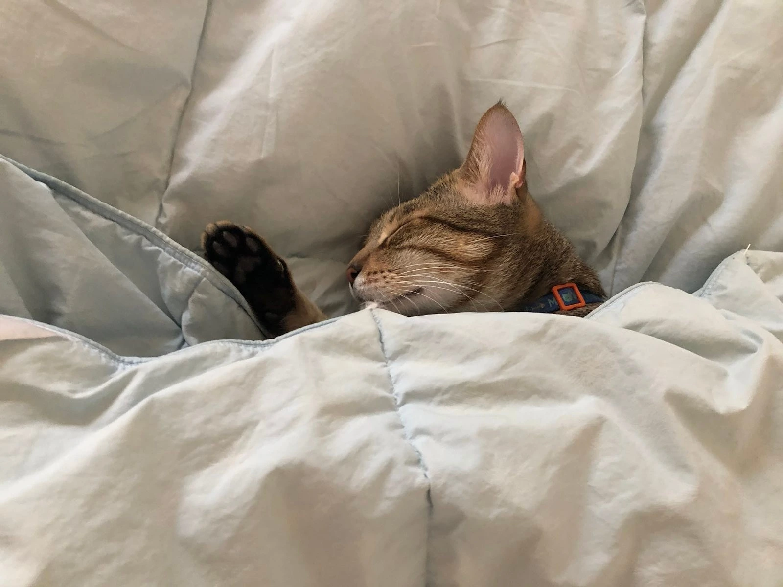 My cat, Georgie, sleeping under a blanket
